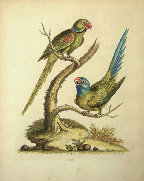 Expositie antieke prenten van Flora en Fauna