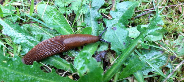 Zomertips 2024: plaagdieren en woekerplanten