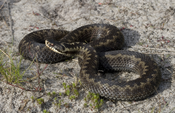 Adder in leefgebied