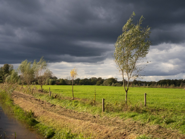 Aangeplante knotwilgen op de locatie Lettele