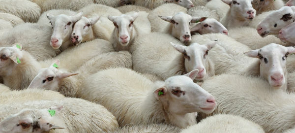 De kudde Veluwse heideschapen van Landschap Overijssel op de Lemelerberg. De herders hebben hier nog geen wolven gesignaleerd.