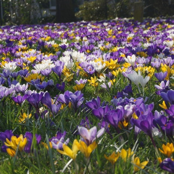 Biologische bloembollen van Natural Bulbs helpen bijen en vlinders