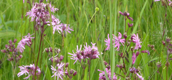 De koekoeksbloem zit in het pakket inheemse bloemen in Salland.
