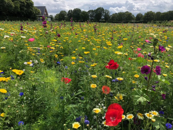 Zaai mee voor het Bloemenlint 2026! 🐝