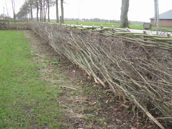 Cursus Heggenvlechten december 2024