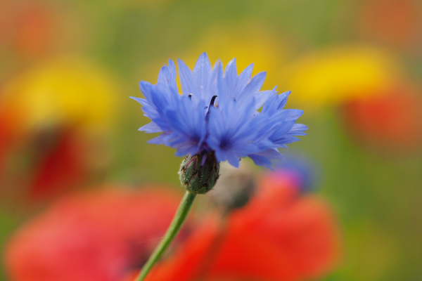 Bloemenlint Losser en Oldenzaal