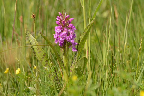 Dal van de Morsbeek Orchidee