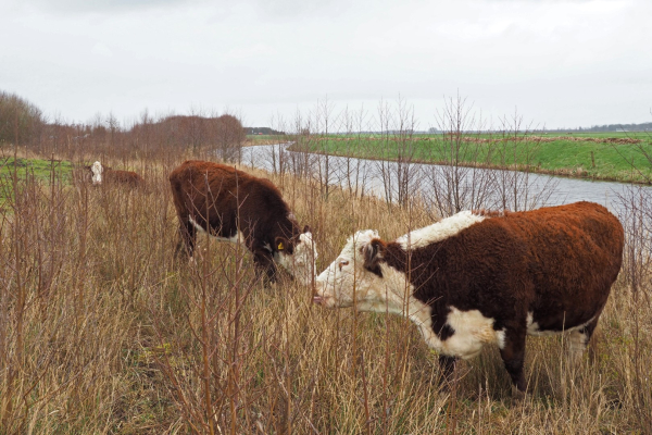 Hereforders in Oeverlanden Eeserwold