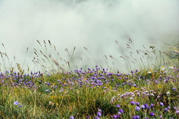 Gezocht: adviseur biodiversiteit bij Wroetvarken boeren