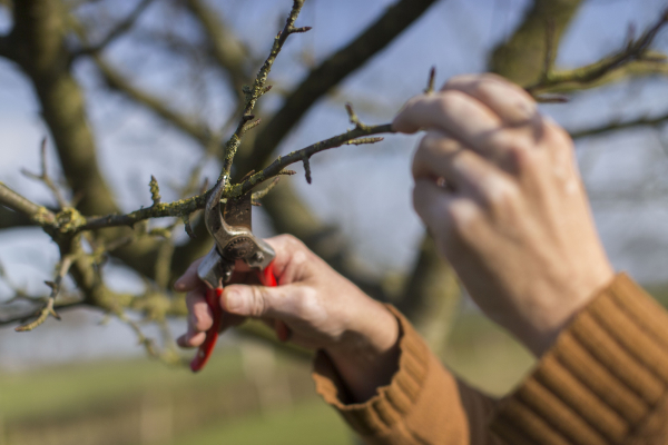 Online ‘Basiscursus fruitboom snoeien' 