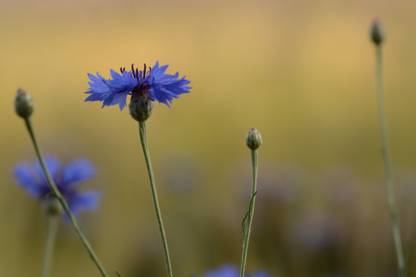 Korenbloem