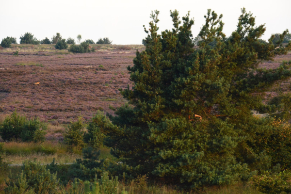Ree in het veld