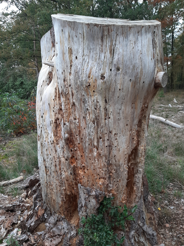 Dood hout leeft