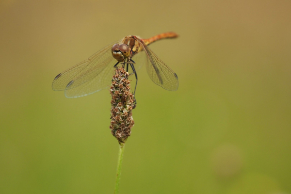 Libelle