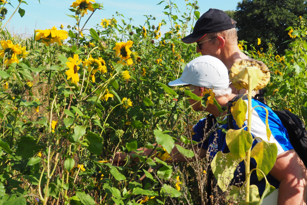 Kom vlinders en planten monitoren in Heino of Wijhe