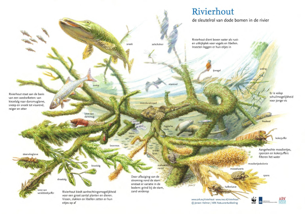 De rol van rievierhout