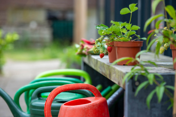 Voor de lente en zomer 2023 moestuin vrijwilliger 