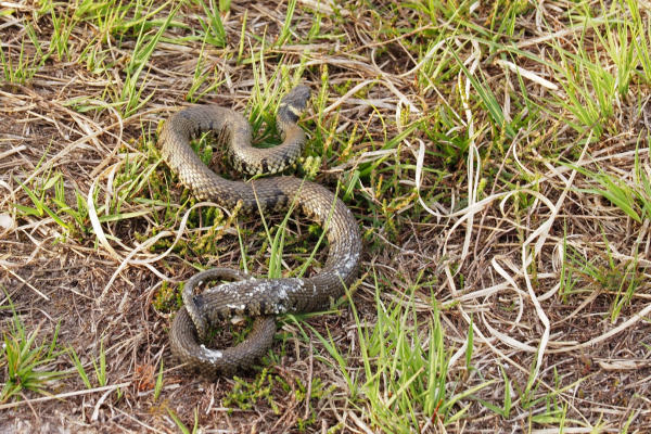 Ringslang in het Boetelerveld