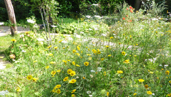 Tuin vergroenen? De tuincoach denkt met je mee