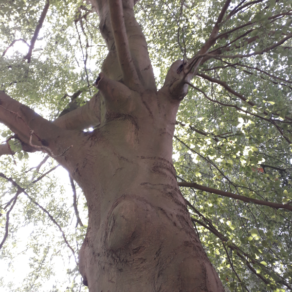 Liefde voor bomen