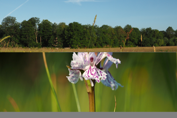 orchidee met duidelijk herkenbare lip