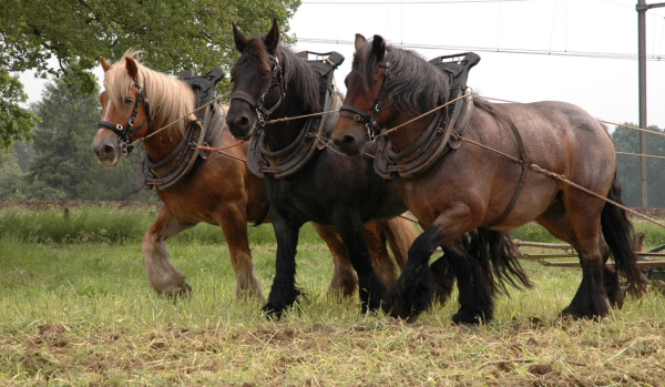 Fraaie werkzaamheden met het paard