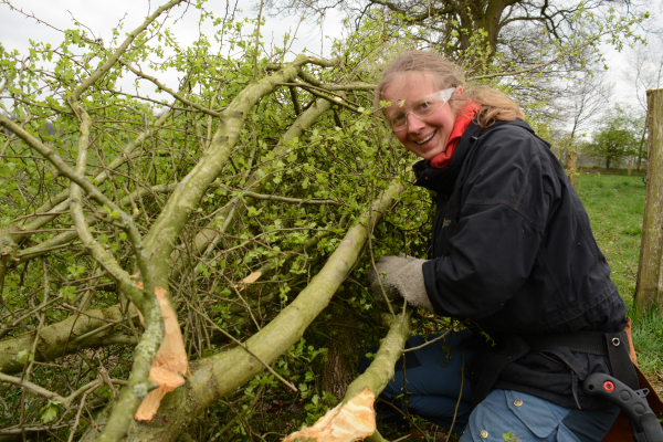 Heggenleggen in de Schellerdriehoek