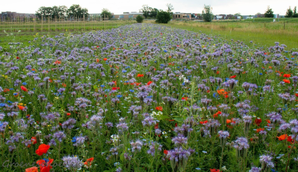 Bloemenlint voor de wilde bij in o.a. Enschede & Zwolle tijdens ‘Earth Day’ 22 april 2018