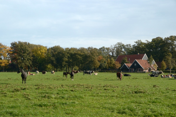 Wandelen in Twente (boekrecensie)