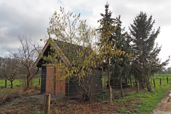 Natuurwerkgroep Regge restaureert oude schuur aan de Regge.