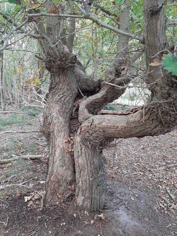 Monitoring wilde bomen en struiken