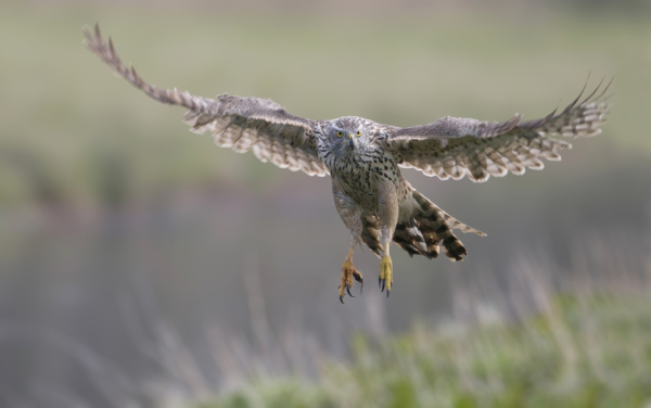 Recensie zakgids Roofvogels en Uilen van Europa