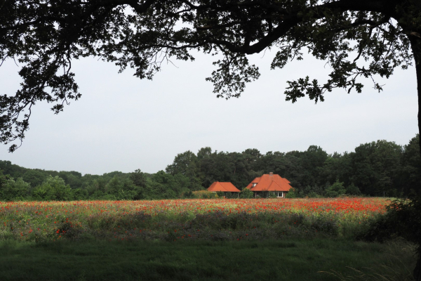 kruidenakker met vogelbosje (links) en een oud geriefhoutbosje (achtergrond)