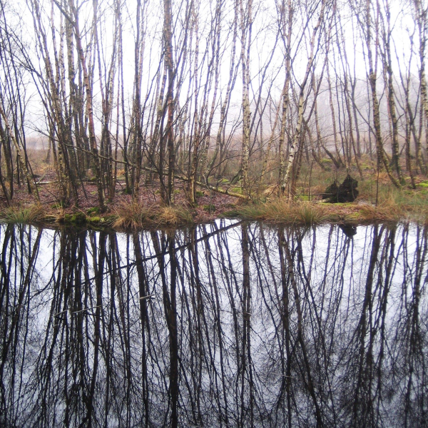 Wintertips 2023-2024: zo help je de natuur