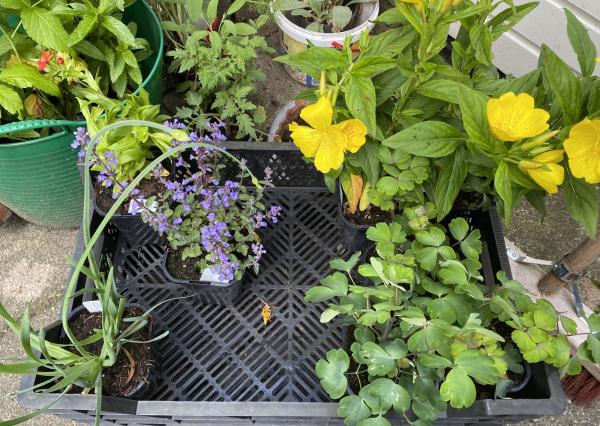 Waardplanten
