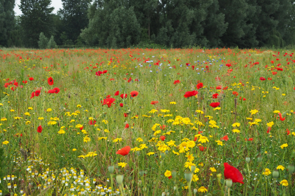 Een veld vol