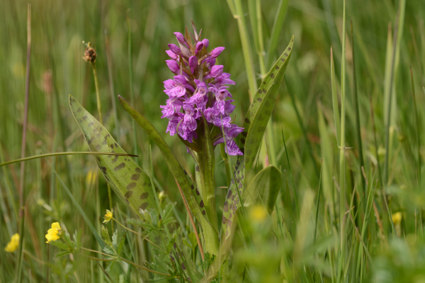 gevlekte orchidee