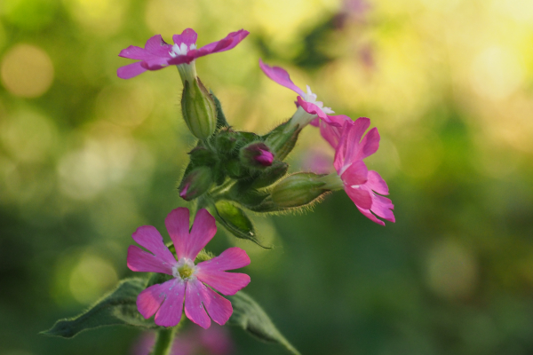 bermbloei langs het wandelpad, dagkoekoeksbloem