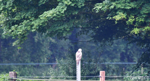 buizerd