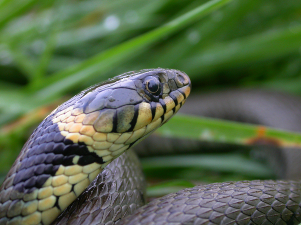 Maak een broeihoop voor de ringslang in eigen tuin