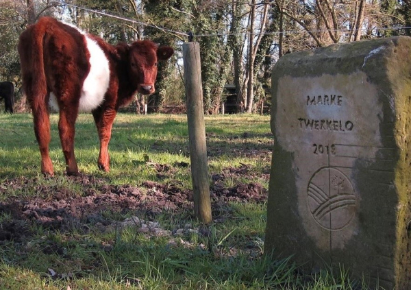 Koe in het landschap, bij de Markesteen