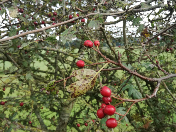 Oogsten in de herfst