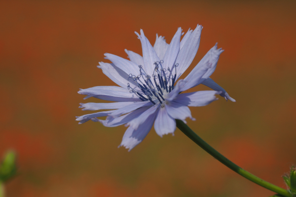 Meer bloemen in Overijssel voor mens, plant en dier