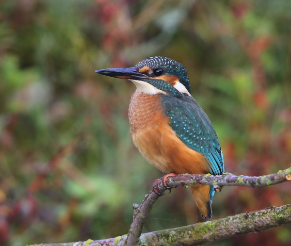 IJsvogel. Foto: Hans Verhoeven