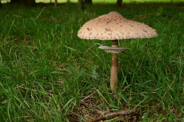 Grote parasolzwam