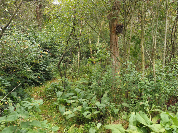 "Wildpaadjes"