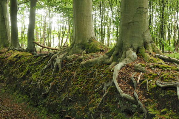 bomen