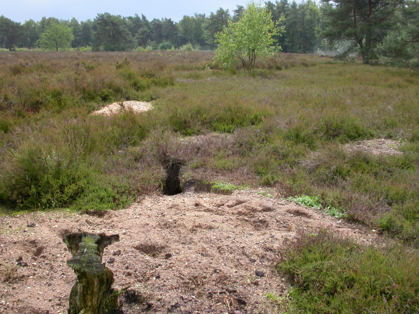 Konijnenhol met geschikt leefgebied zandhagedis