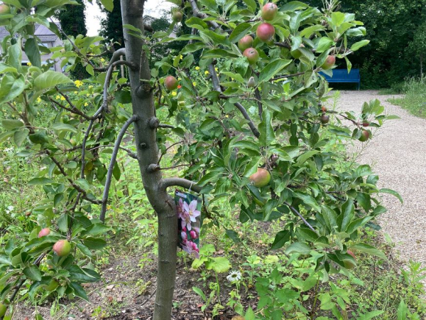 Er zijn al appels