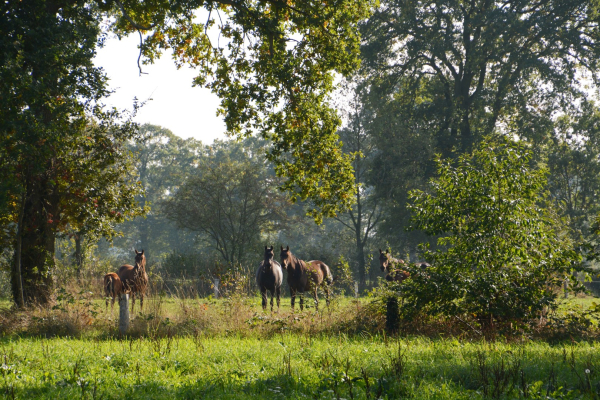 Doorkijkje in een 'houtwallen-landschap'